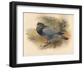 Stock Dove (Columba aenas), 1900, (1900)-Charles Whymper-Framed Giclee Print