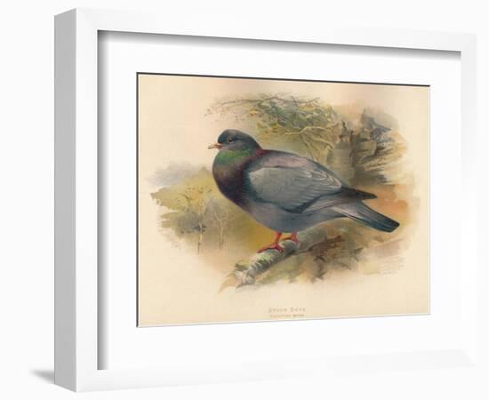 Stock Dove (Columba aenas), 1900, (1900)-Charles Whymper-Framed Giclee Print