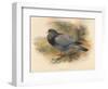 Stock Dove (Columba aenas), 1900, (1900)-Charles Whymper-Framed Giclee Print