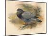 Stock Dove (Columba aenas), 1900, (1900)-Charles Whymper-Mounted Giclee Print