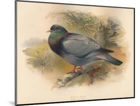 Stock Dove (Columba aenas), 1900, (1900)-Charles Whymper-Mounted Giclee Print