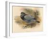 Stock Dove (Columba aenas), 1900, (1900)-Charles Whymper-Framed Giclee Print