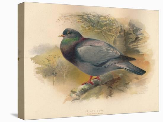 Stock Dove (Columba aenas), 1900, (1900)-Charles Whymper-Stretched Canvas