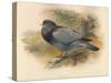 Stock Dove (Columba aenas), 1900, (1900)-Charles Whymper-Stretched Canvas