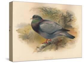 Stock Dove (Columba aenas), 1900, (1900)-Charles Whymper-Stretched Canvas