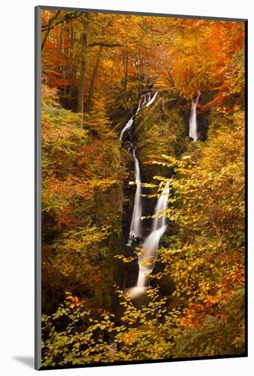 Stock Ghyll Force Waterfall in Autumn, Lake District National Park, Cumbria, England, UK-Ian Egner-Mounted Photographic Print