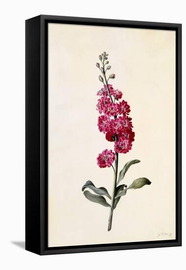 Stock, Matthiola Incana, C.1746-Georg Dionysius Ehret-Framed Stretched Canvas