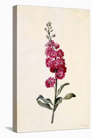 Stock, Matthiola Incana, C.1746-Georg Dionysius Ehret-Stretched Canvas