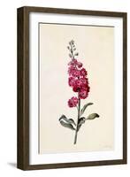 Stock, Matthiola Incana, C.1746-Georg Dionysius Ehret-Framed Giclee Print