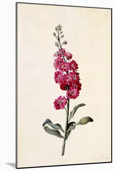 Stock, Matthiola Incana, C.1746-Georg Dionysius Ehret-Mounted Giclee Print