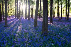 Purple Bluebell Woods in Early Morning Sunrise-stocker1970-Photographic Print