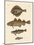 Stockfish-null-Mounted Giclee Print