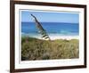 Stocking Island Sea Oat-John Gynell-Framed Giclee Print