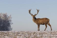 Young Deer in Winter in Early Morning-StockPhotosLV-Framed Photographic Print