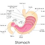Human Stomach Anatomy-stockshoppe-Art Print