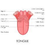 Human Tongue Anatomy-stockshoppe-Framed Art Print