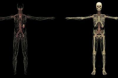 10 Pack - Anatomy Posters - Paper (Not Laminated) - Muscular, Skeletal, Digestive, Respiratory, Circulatory, Endocrine, Lymphatic, Male