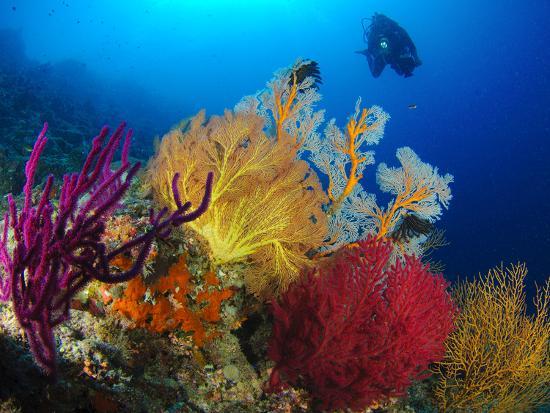 Photographic Print, , large