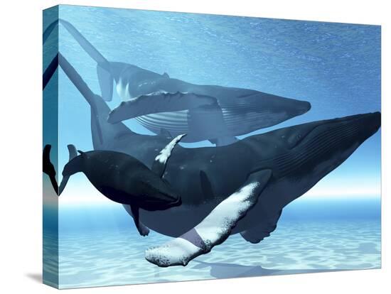 Stretched Canvas Print, , large