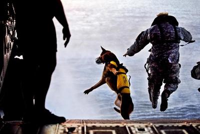 A U.S. Soldier And His Military Working Dog Jump Off the Ramp of a CH-47 Chinook