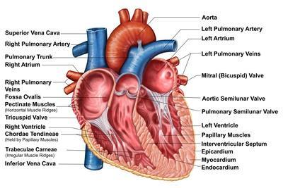 Anatomy of Heart Interior, Frontal Section - Wall Art Print, 18x12