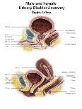 Anatomy of Male and Female Urinary Bladder, with Labels-Stocktrek Images-Art Print