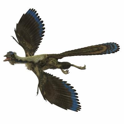 Archaeopteryx Prehistoric Bird