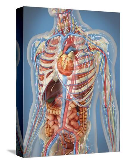 Stretched Canvas Print, , large