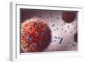 White Frame