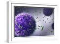 White Frame