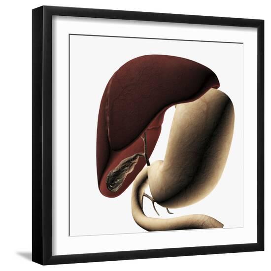 Photographic Print, , large