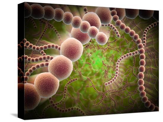 Stretched Canvas Print, , large