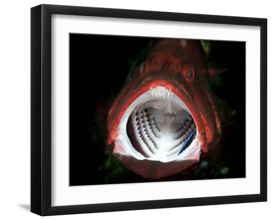 Premium Photographic Print, , large