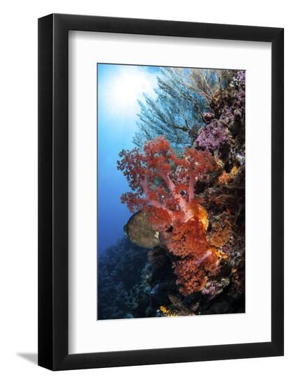 Premium Photographic Print, , large