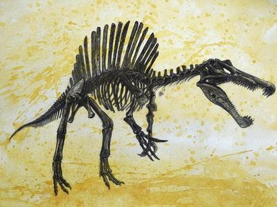 Spinosaurus Dinosaur Skeleton