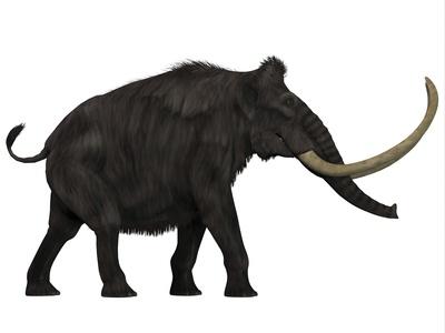 Woolly Mammoth, Side View