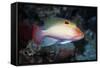 Stocky Anthias-Hal Beral-Framed Stretched Canvas