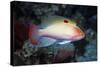 Stocky Anthias-Hal Beral-Stretched Canvas