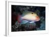 Stocky Anthias-Hal Beral-Framed Photographic Print