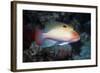 Stocky Anthias-Hal Beral-Framed Photographic Print