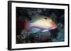 Stocky Anthias-Hal Beral-Framed Photographic Print