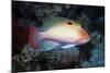 Stocky Anthias-Hal Beral-Mounted Photographic Print