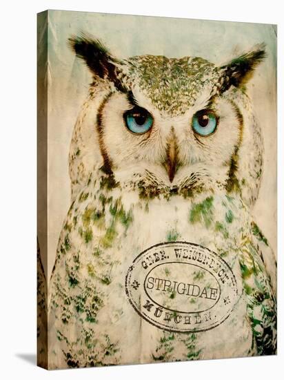 Stoic Owl-Z Studio-Stretched Canvas