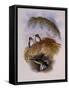 Stokes Hummingbird, Eustephanus Stokesi-John Gould-Framed Stretched Canvas