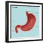 Stomach Ulcers, Illustration-Gwen Shockey-Framed Giclee Print