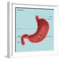 Stomach Ulcers, Illustration-Gwen Shockey-Framed Giclee Print