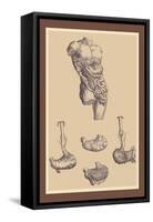 Stomach-Andreas Vesalius-Framed Stretched Canvas