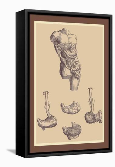 Stomach-Andreas Vesalius-Framed Stretched Canvas