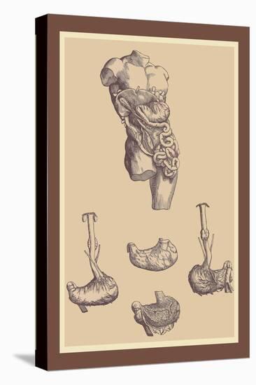 Stomach-Andreas Vesalius-Stretched Canvas