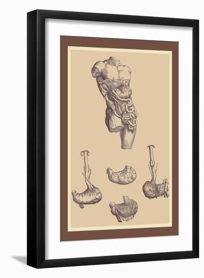 Stomach-Andreas Vesalius-Framed Art Print